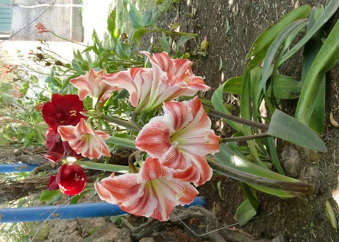 La Gaviota - Limoneros *