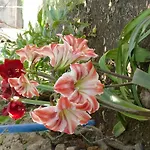 La Gaviota - Limoneros *